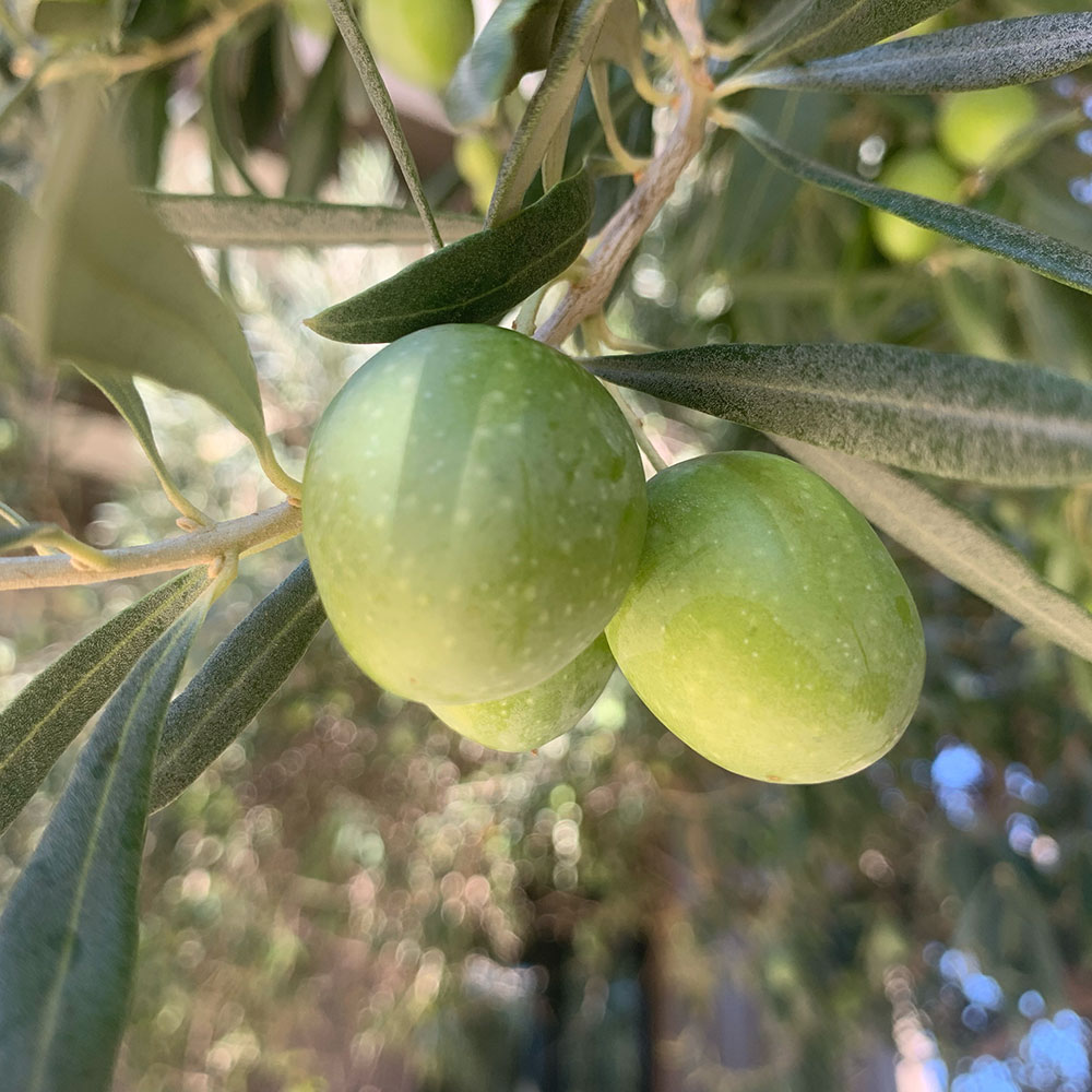 Fat and juicy Arbequina olives on a tree at Seka Hills, Capay Valley, California